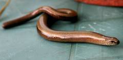 Slow worm protection